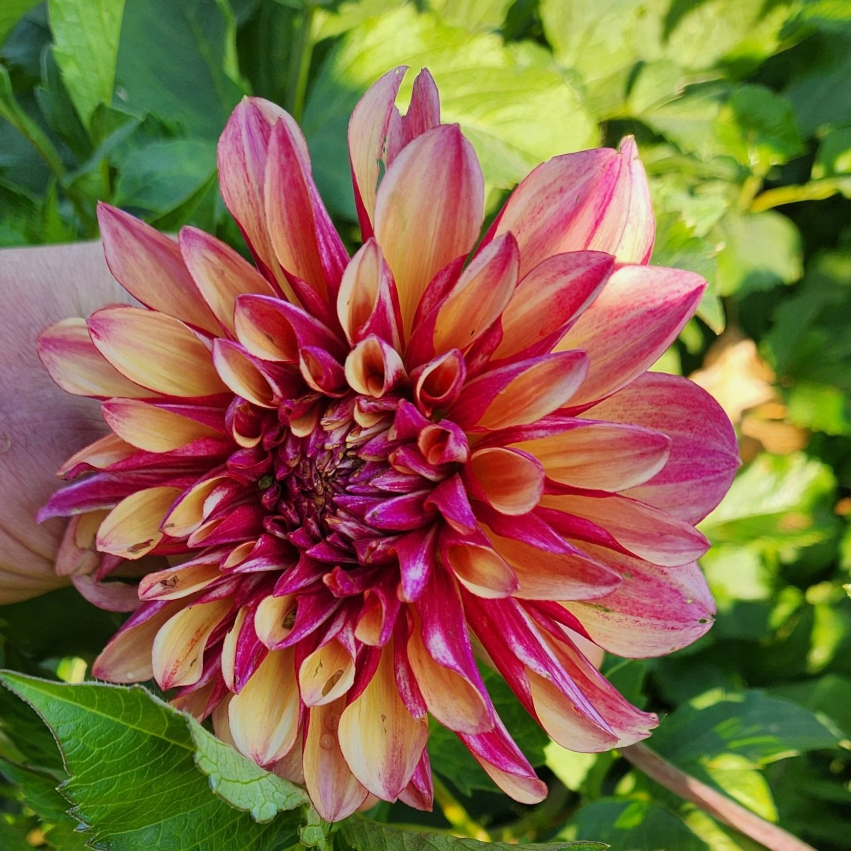 Gitts crazy dahlia tuber — Heartland Blooms-n-Berry Farm